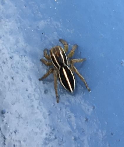 Phlegra bresnieri